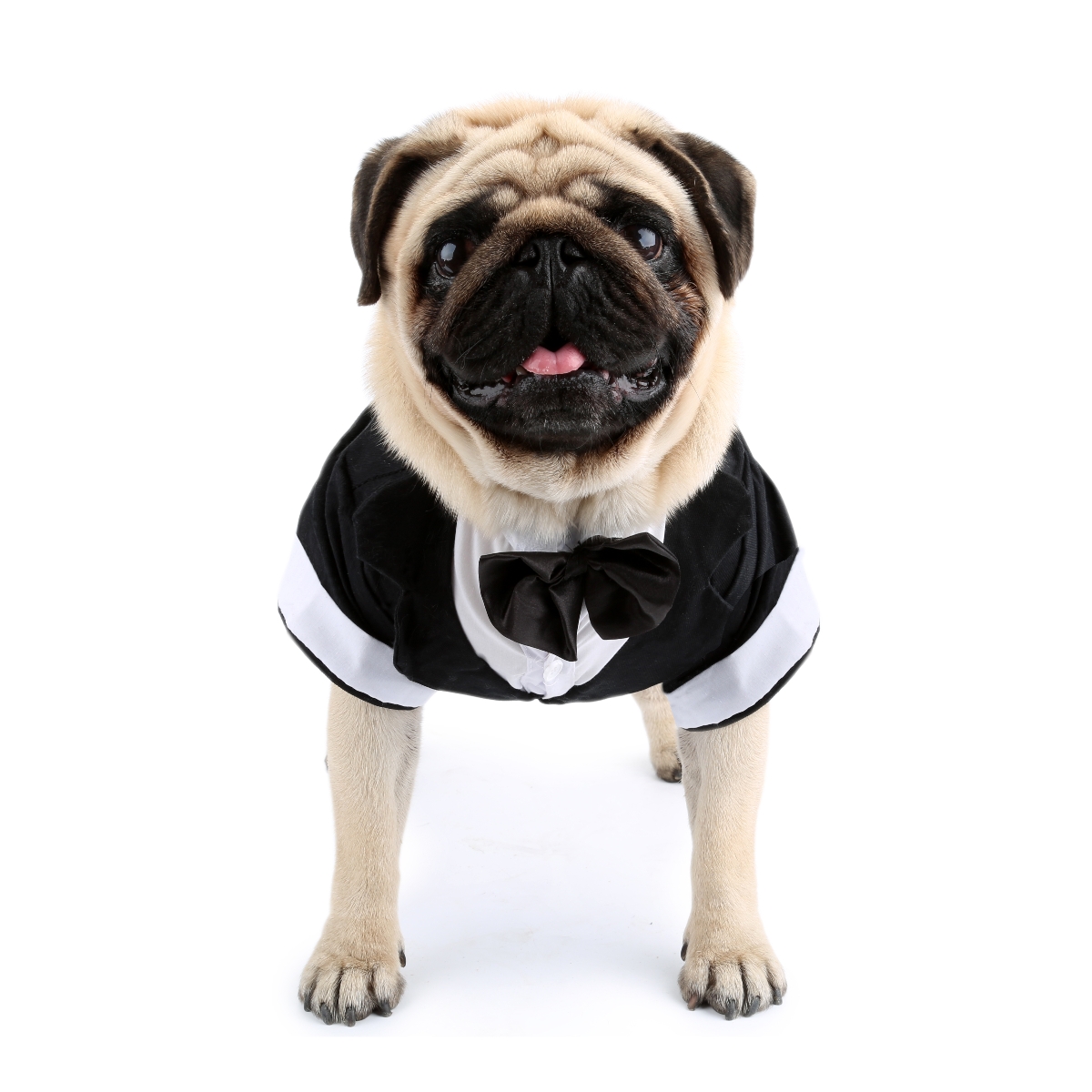 Dog Shirt Puppy Clothes, Pet W - Summer Dog Clothing review and price
